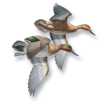 Art of Entertainment, Wild Wings Affiliate Program